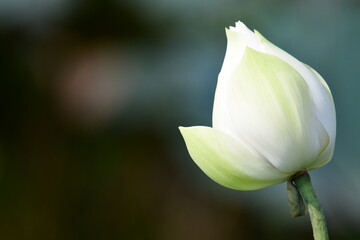 tropical flowers in the park
