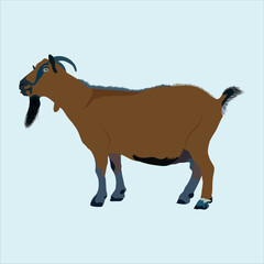 Illustration of a beautiful and cute Billy Goat