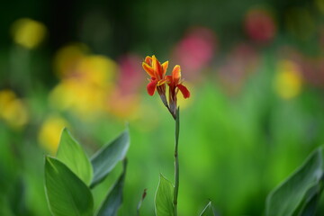 tropical flowers in the park