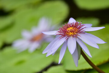 tropical flowers in the park
