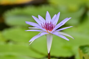 tropical flowers in the park