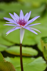 tropical flowers in the park