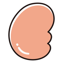 腎臓のイラスト