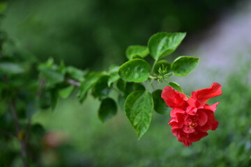 tropical flowers in the park