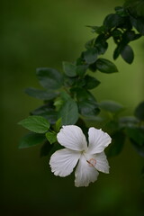 tropical flowers in the park