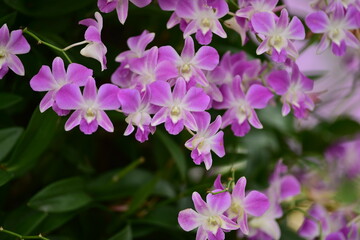 tropical flowers in the park
