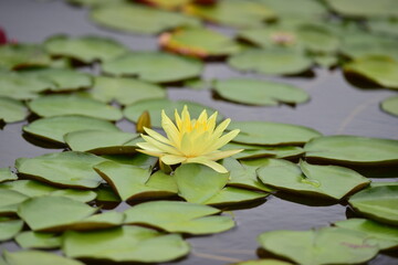 tropical flowers in the park