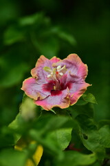tropical flowers in the park
