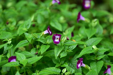 tropical flowers in the park