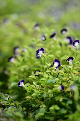 tropical flowers in the park