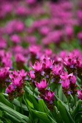 tropical flowers in the park