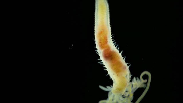 Worm Polychaeta of family Terebellidae under a microscope has dichotomous branchials that look like horns and many eyes. Red sea