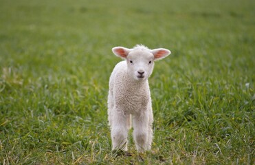 Naklejka na ściany i meble sheep and lamb