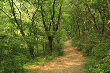 Fototapeta premium path in the forest