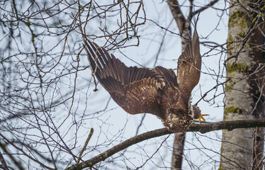 Eagle diving for dinner
