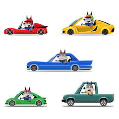 Animal driver, pets vehicle and wolf happy in car.