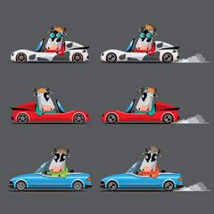 Animal driver, pets vehicle and cow happy in car.