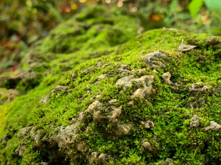 Closeup and crop Lemongrass or moss on the rocks in the rainforest