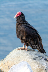 Buitre de cabeza colorada (Cathartes aura)