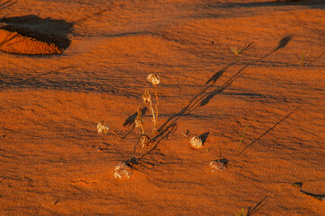 Wentworth Australia, dead plant on sand dune at dusk
