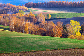 丘の紅葉（美瑛町）