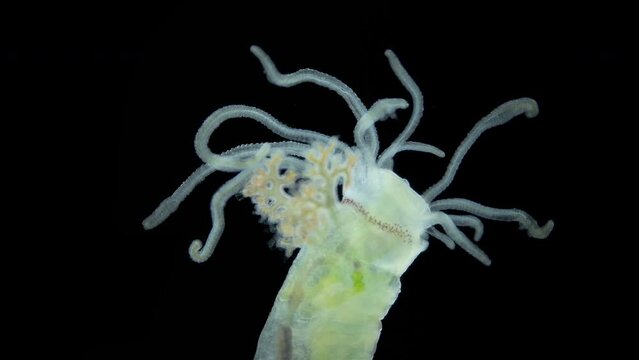 Worm Polychaeta of the family Terebellidae under the microscope has dichotomous branchials that look like horns and many eyes. Red sea
