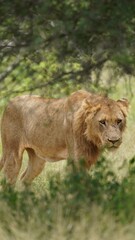 Fototapeta na wymiar Wild lioness in the safaripark