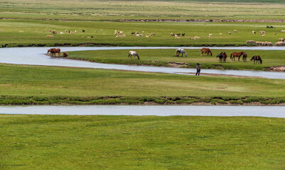 horses on the river