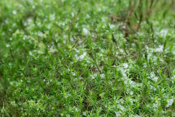 moss covered with hoarfrost closeup selective focus