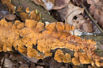 orange fungus on tree branch selective focus