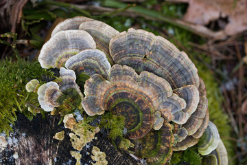 Trametes versicolor, turkey tail mushroom on tree stump selective focus