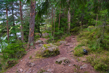Stones in pine forest, Park Mon Repos, Vyborg, Russia