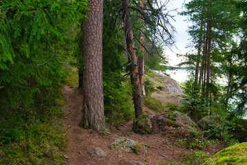 Beautiful pine forest in Park Mon Repos, Vyborg, Russia