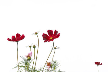 Cosmos flowers with leaves Magenta color are soft and beautiful  on isolated