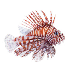 Fototapeta na wymiar Watercolor drawing of lionfish on white background. Realistically painted underwater picture for illustration, stickers, logo, poster