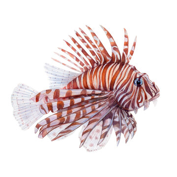 recommend clip art: Watercolor drawing of lionfish on white background. Realistically painted underwater picture for illustration, stickers, logo, poster