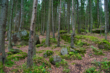 Stones in pine forest, Park Mon Repos, Vyborg, Russia