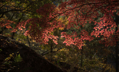 紅葉