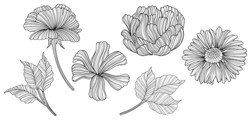 Illustration of abstact flowers and leaves. Line art.