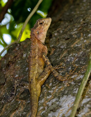 Oriental garden lizard