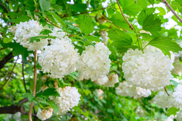 Blooming spring flowers. Large beautiful white balls of blooming Viburnum opulus Roseum Boule de Neige . White Guelder Rose or Viburnum opulus Sterilis, Snowball Bush, European Snowball.