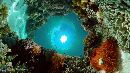 The Underwater World of the with Colored Fish and a Coral Reef. Tropical reef marine. Philippines.
