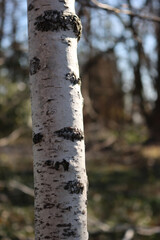 Close-up of White birch tree in the garden. Betula pendula or Silver Birch trunk on a sunny day