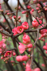 Cydonia or Chaenomeles japonica bush withl pink flowers. Japanese quince in bloom