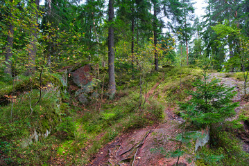 Beautiful pine forest in Park Mon Repos, Vyborg, Russia