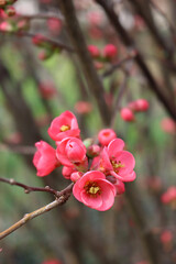 Detail of Cydonia or Chaenomeles japonica bush withl pink flowers. Japanese quince in bloom