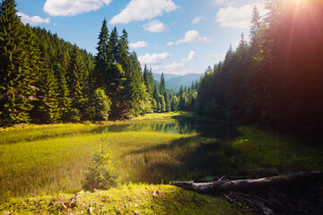 Tranquil view of the wild lake and green forest on a sunny day. Carpathian mountains, Ukraine, Europe.