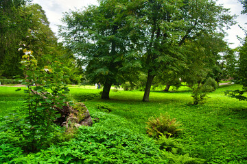 Fototapeta premium Green meadow and trees in Park Mon Repos, Vyborg, Russia