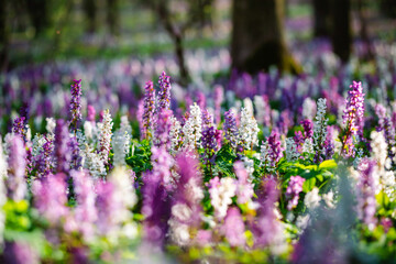 Spectacular forest is covered with Corydalis cava flowers in sunny day.