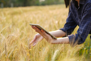 Farmer man with digital tablet working on farm agricultural concept work in the rice fields